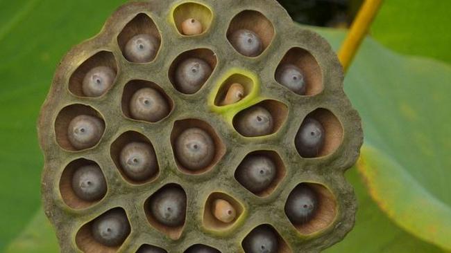lotus seed pod skin infection real