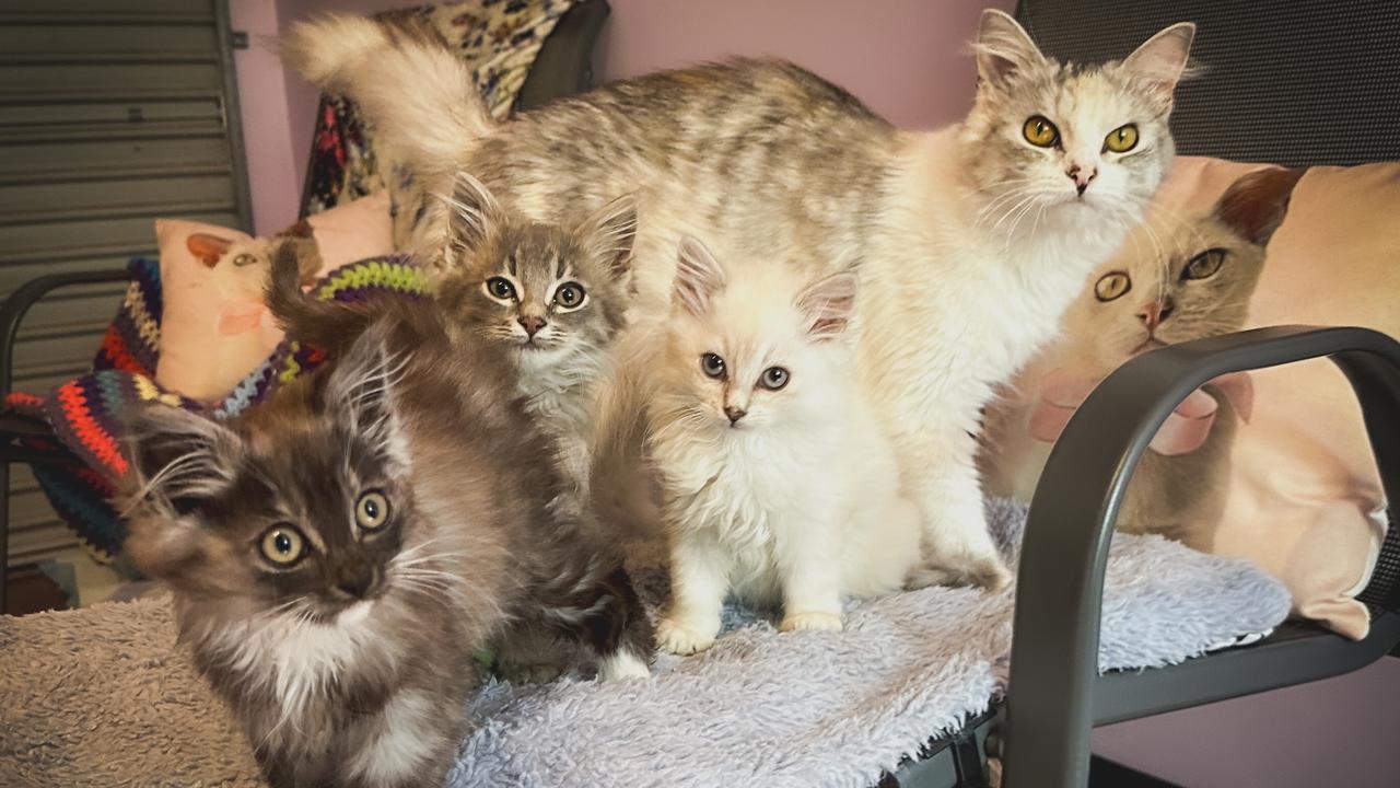 Kitten Hollie with her foster family. Picture: RSPCA Tas