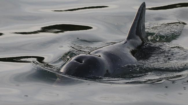 Port River dolphin Twinkle, looking very thin on July 5, 2021. Picture: Jenni Wyrsta