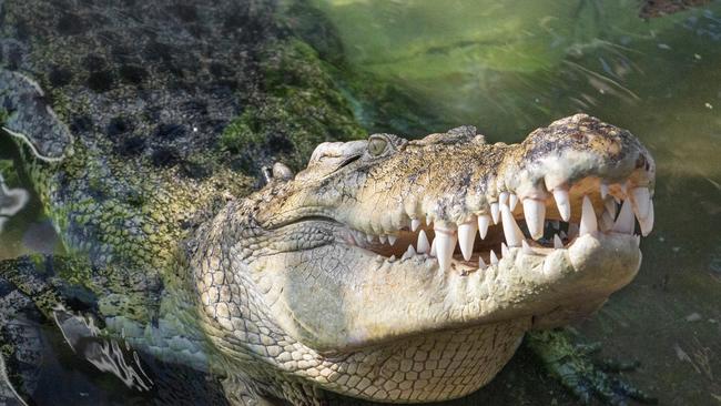 Goliath during feeding presentation. Photo: ZOOM Wildlife Dome