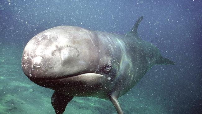 An example of a Pseudorca (false killer whale) in her pool at Seaworld on the Gold Coast. Picture: Supplied.