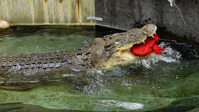 Santa at Crocodylus Cove