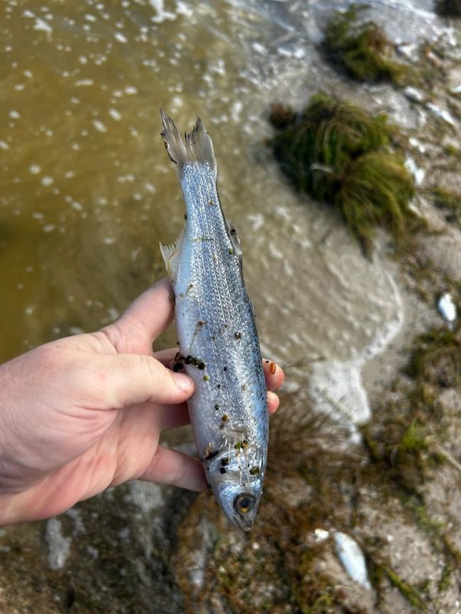 Dead fish have washed up on the shoreline of the north lagoon of the Coorong. Picture: Supplied