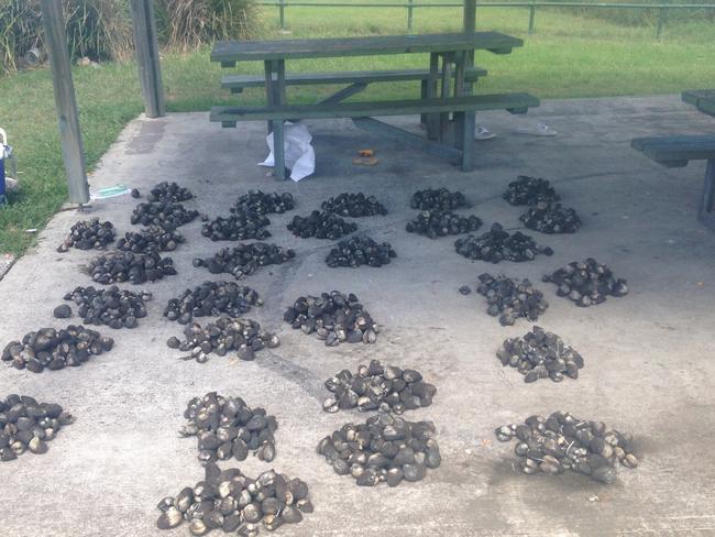 Cockles which were illegally taken from Lake Illawarra and seized by DPI during a recent crackdown. Picture: Supplied