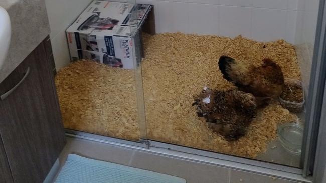 One impacted Queenslander made a makeshift chicken coop in a shower.