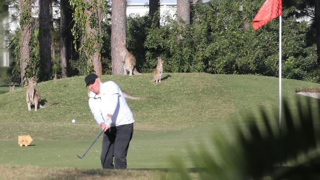 Kangaroos on and surrounding the Pines Golf Course at Sanctuary Cove. Picture Glenn Hampson