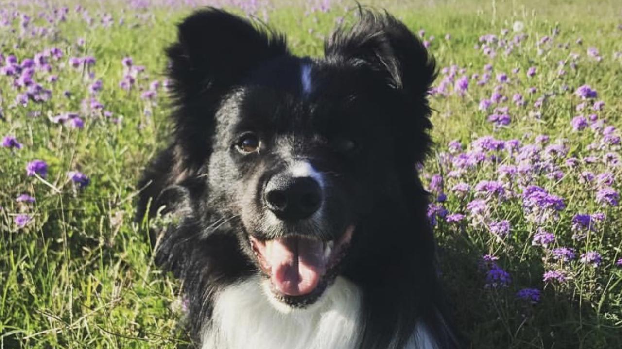 02/01/2020 - Ollie, Wivenhoe Dam.Living his best life! Picture: Katie elsden