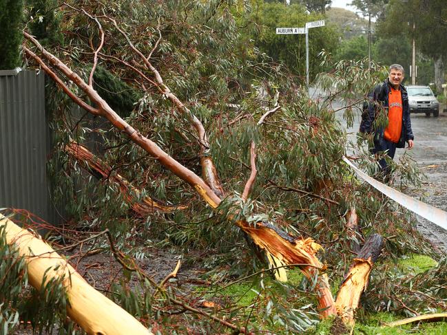 A lightning strike downs a tree outside at Myrtle Bank. Picture: Tait Schmaal