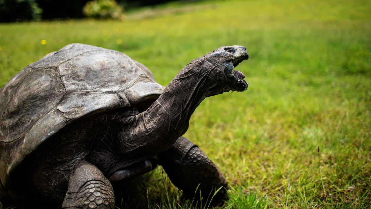 Jonathan the Tortoise, the oldest living land animal, recently celebrated his 190th birthday. (Photo by GIANLUIGI GUERCIA / AFP)