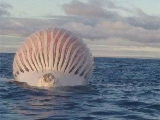 This is a rotting whale carcass When whales die there can be a build up of gasses in the decomposition process And when the gas builds up sometimes they explode Thats right An explosion of rotting whale flesh Isnt nature beautiful Picture Imgur