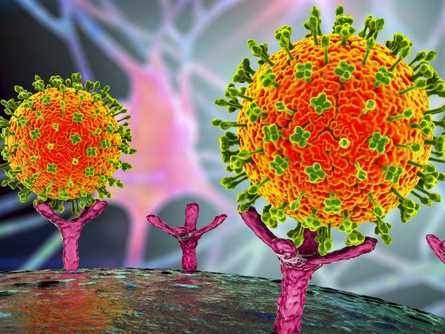 An illustration shows Nipah viruses binding to receptors on human cells.