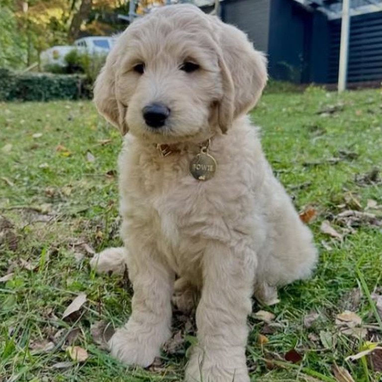 Good boy. Bowie, Arron Wood's new puppy.