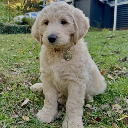 Good boy. Bowie, Arron Wood's new puppy.