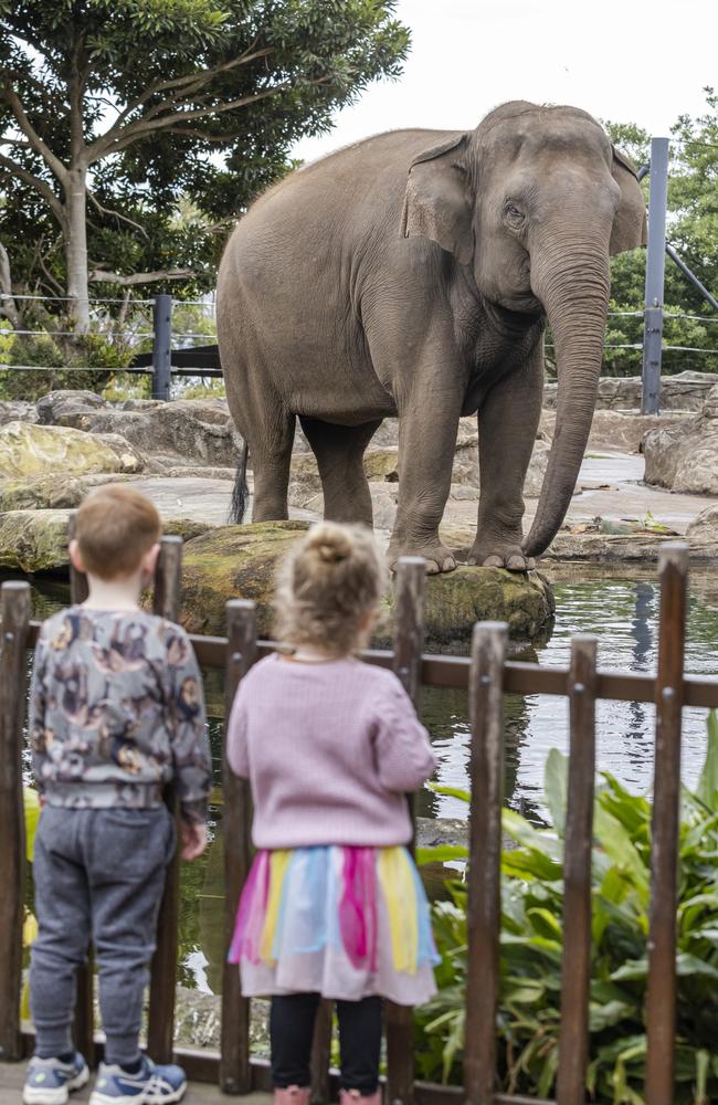 Pak Boon weighs nearly four tonnes. Picture: Rick Stevens