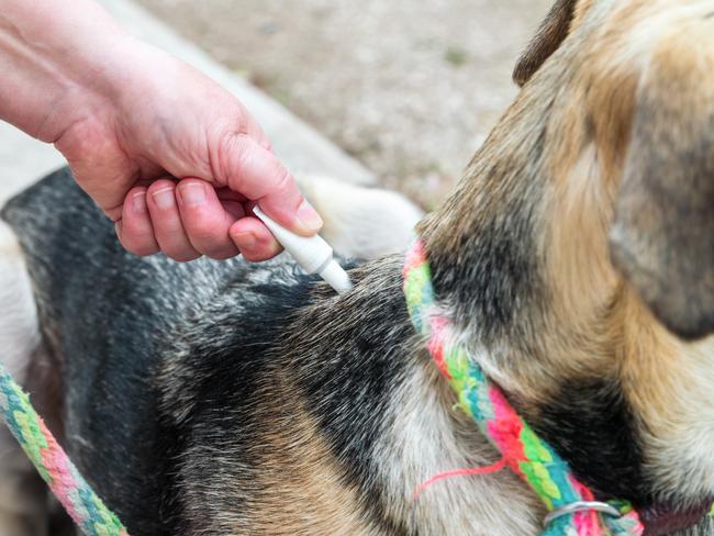 It is important to get in the habit of checking your pet daily for ticks. Ticks tend to be more common in spring and summer. Picture: iStock