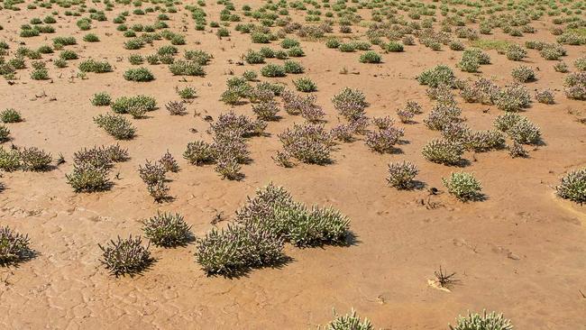 Grey samphire at Kinka wetlands. Picture: Kylie Jones