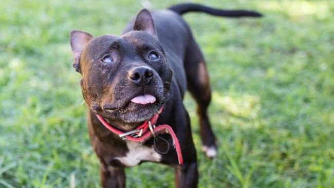 Matthew the blind staffy is up for adoption. Picture: RSPCA Facebook