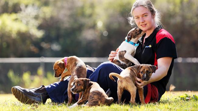 Shelter staffer Kate Blomfield fusses over rescue pups.