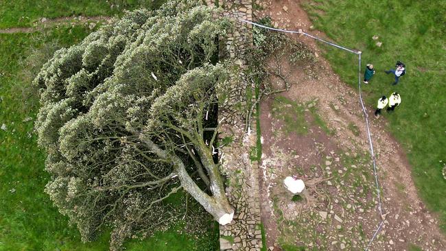 NORTHUMBERLAND, ENGLAND - SEPTEMBER 28: In this aerial view the 'Sycamore Gap' tree on Hadrian's Wall lies on the ground leaving behind only a stump in the spot it once proudly stood, on September 28, 2023 northeast of Haltwhistle, England. The tree, which was apparently felled overnight, was one of the UK's most photographed and appeared in the 1991 Kevin Costner film "Robin Hood: Prince Of Thieves." (Photo by Jeff J Mitchell/Getty Images) *BESTPIX*