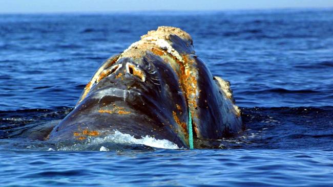 An endangered North Atlantic right whale is entangled in heavy plastic fishing link off Cape Cod, Massachusetts. Picture: AFP