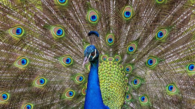 A male peacock. Picture Jerad Williams