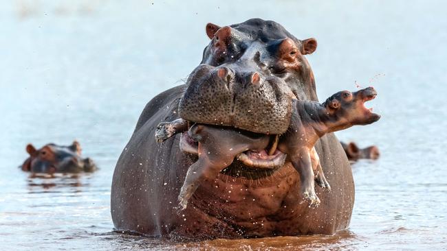 Last Gasp, by Adrian Hirschi, Switzerland. Highly commended, behaviour: mammals