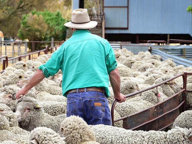 DOGS CALENDAR 2017: Ryan's dogsDOGSDogs owned by Belinda and Gerard Ryan from Baynton.Pictured: Generic farmer. Merino sheep. Generic farm. Sheep. Shearing. Wool.PICTURE: ZOE PHILLIPS