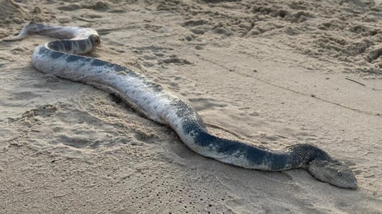 An enormous Stokes sea snake washed up on Sunshine Beach in Queensland today. Picture: Facebook/Sunshine Coast Snake Catchers 24/7