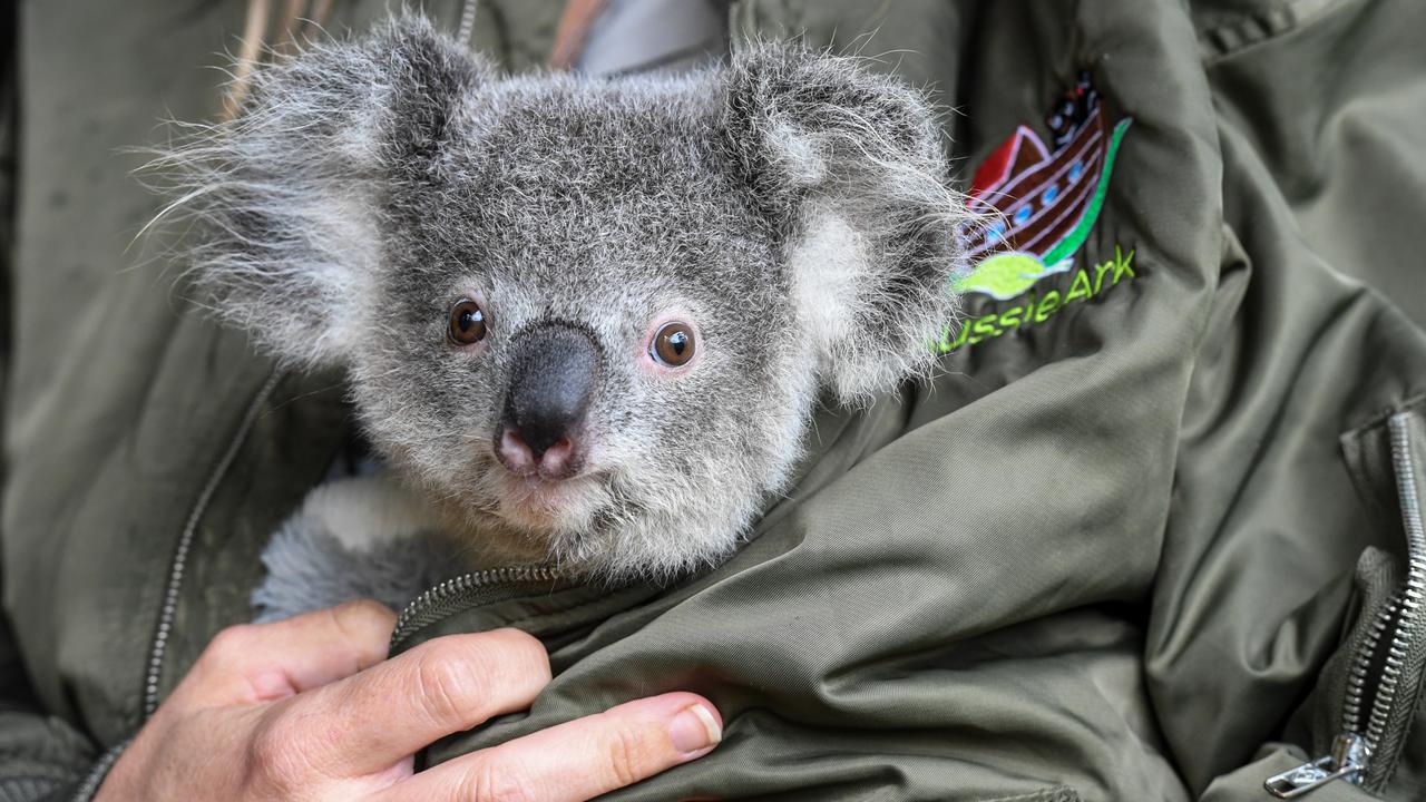 Koalas have been officially classified as endangered – but there is a way to help conservation efforts that won’t cost families a cent. Aussie Ark president Tim Faulkner is pictured holding a juvenile furry friend. Picture: supplied