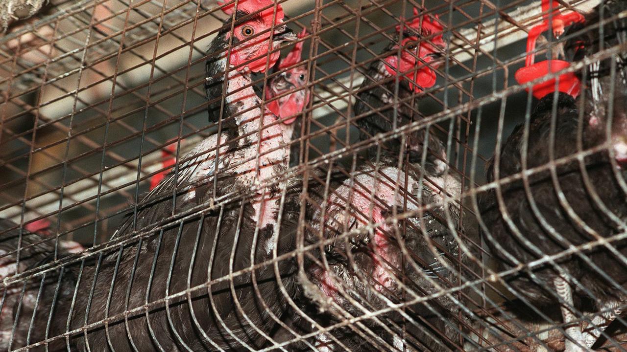 Hens being cooped up in battery cages is set to become a thing of the past as animal welfare groups win a lengthy battle.