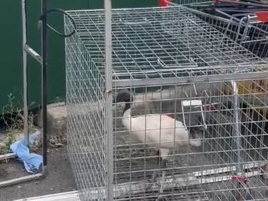 A still from the video showing an ibis in a cage at a bin area beside the Lonestar Tavern in Mermaid Waters.