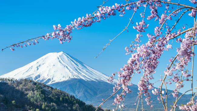 Mt Fuji Cherry Blossom at Lake Kawaguchiko, Japan