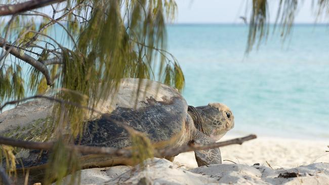 A mumma turtle nesting on Heron Island. Picture: Narelle Bouveng