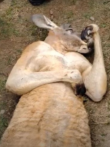 The kangaroo was filmed lying in the dirt unresponsive. Picture: Viral Press