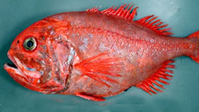 Orange Roughy (Deepsea Perch)