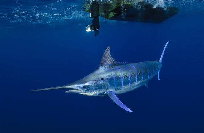 A blue marlin, one of the fastest fish in the ocean, circles the boat in search of small prey hiding beneath the hull for protection. Picture: Scott Portelli