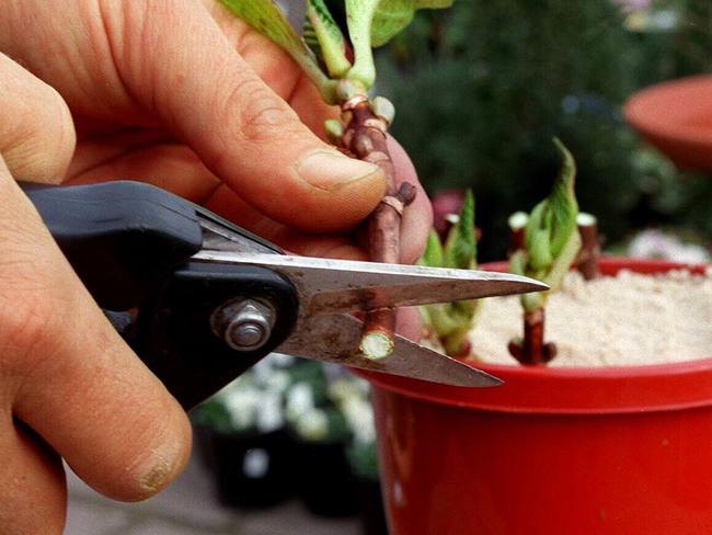 Gardening - planting new hydrangea cuttings. hydrangeas flowers /Flowers