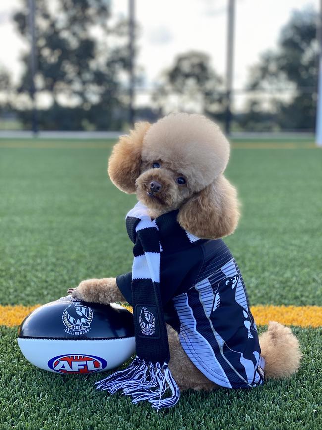 It may not be footy season but this pooch is waiting patiently. Picture: Mandy Graham