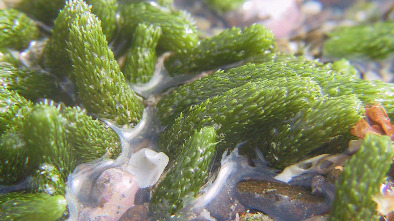 Phillip Island Nature Park: Rockpool Ramble. Sea cucumber