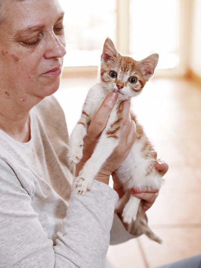 Ms Easterbrook started her volunteer cat shelter in Sydney two years ago. Picture: Sam Ruttyn