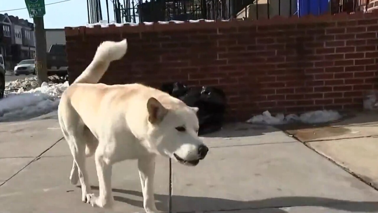 Brave dog saves store owner's life