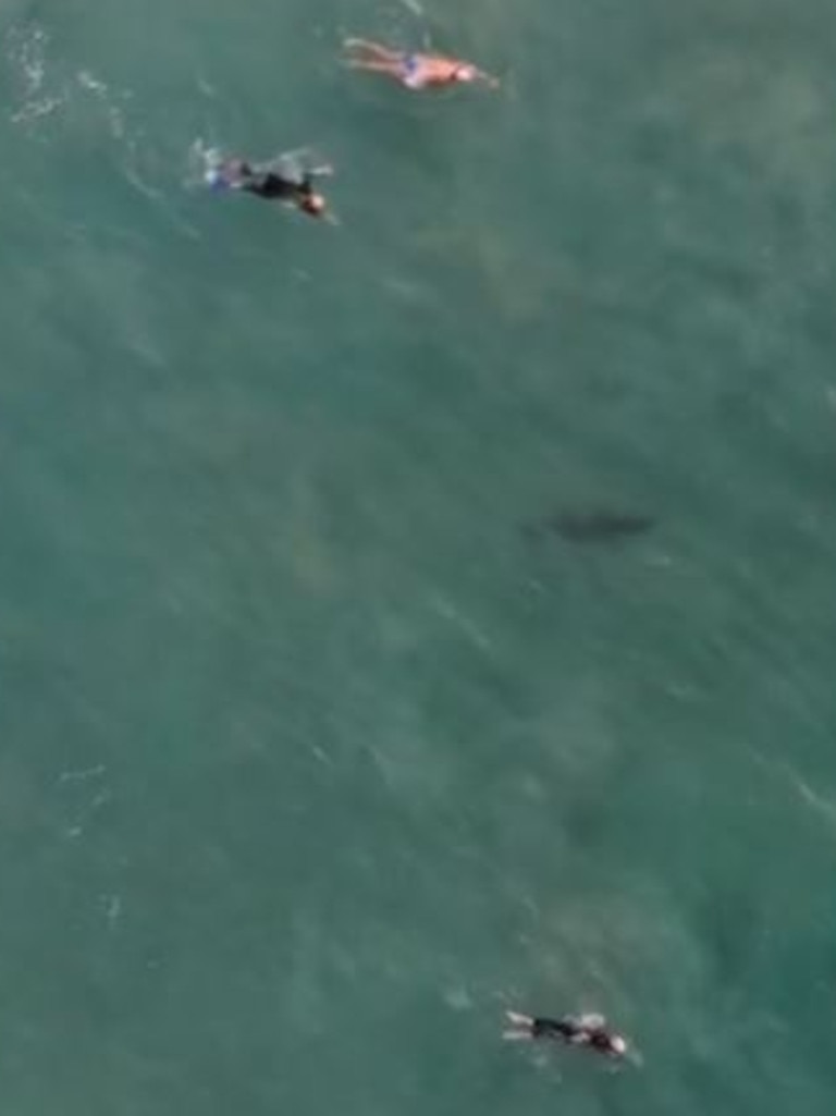 Swimmers’ shock reaction to sharks at Sydney’s Bondi Beach | news.com ...