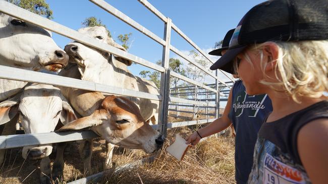 Oh Deere Farm Stay in Calen delights young visitors keen to learn about the rural lifestyle. Picture: Contributed