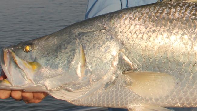 Chris Errity fishin column. Tony Errity with 100cm barra