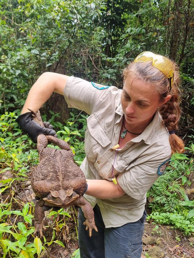 Aptly-named ‘Toadzilla’, this giant cane toad was found in Conway National Park in north Queensland and weighs 2.7kg