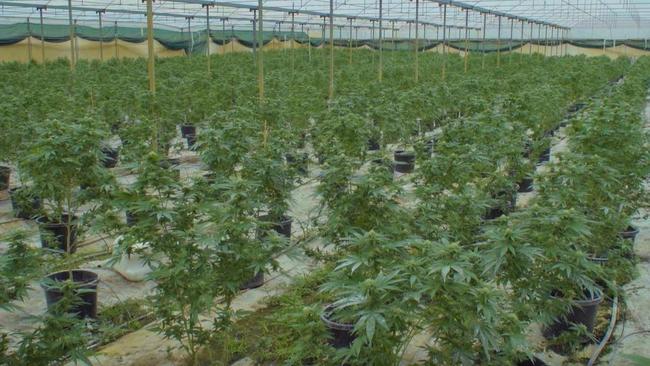 Five people were charged with drug offences after detectives seized cannabis plantations from two rural properties west of Ipswich on May 17. Picture: QPS