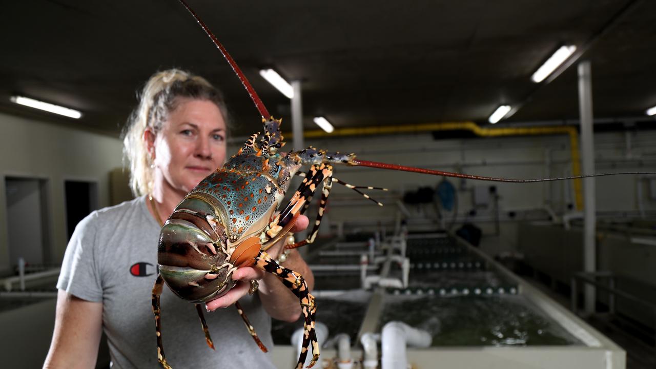 Torres Straits Seafood Looks For New Market To Sell FNQ Lobsters Due To ...