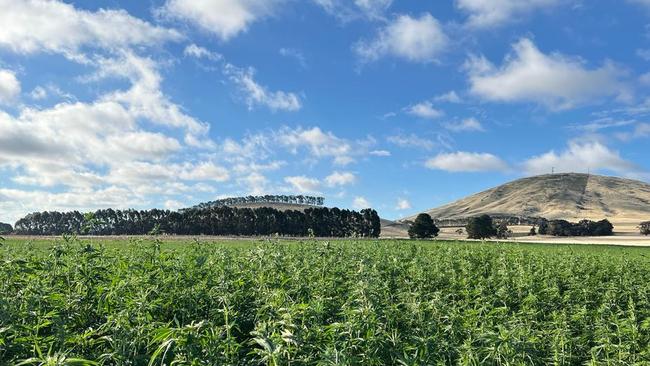 A trial hemp crop at Hepburn Hemp, Smeaton, Victoria.