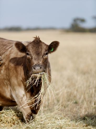 Jo Wheaton. farms with her husband Vern at Broughton. Picture: Chloe Smith