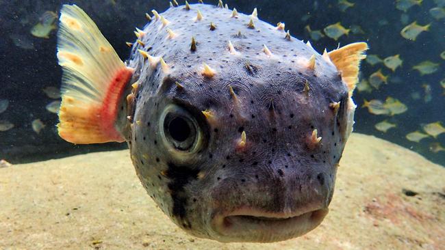 Manly Daily reader pictures – What you lookin' at in Cabbage Tree Bay. Picture: Ian Donato